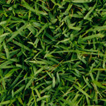 Zoysia Grass<br>How to get Bermuda out of Zoysia